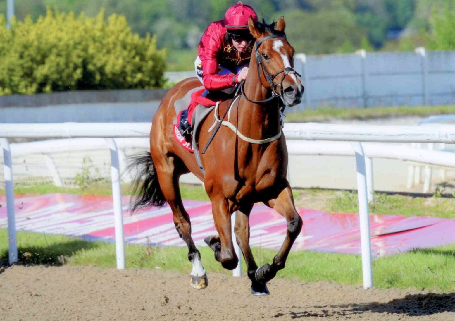 BIRDCAGE wins impressively at Dundalk on May 19th, 2015
